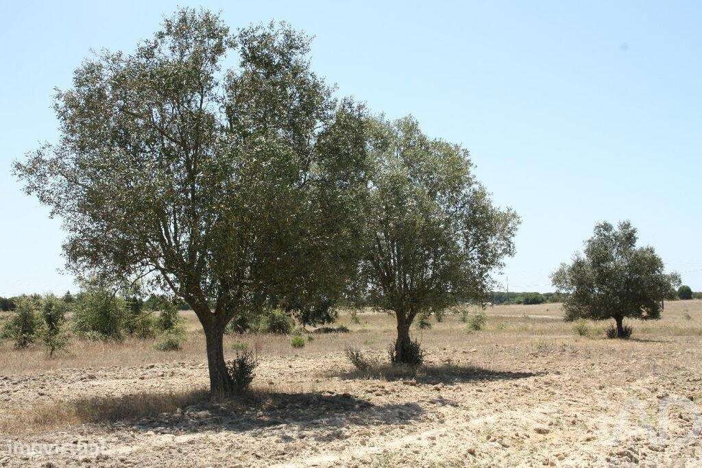 Terreno para construção T5 em Pegões de 2662,00 m2 - Grande imagem: 5/30