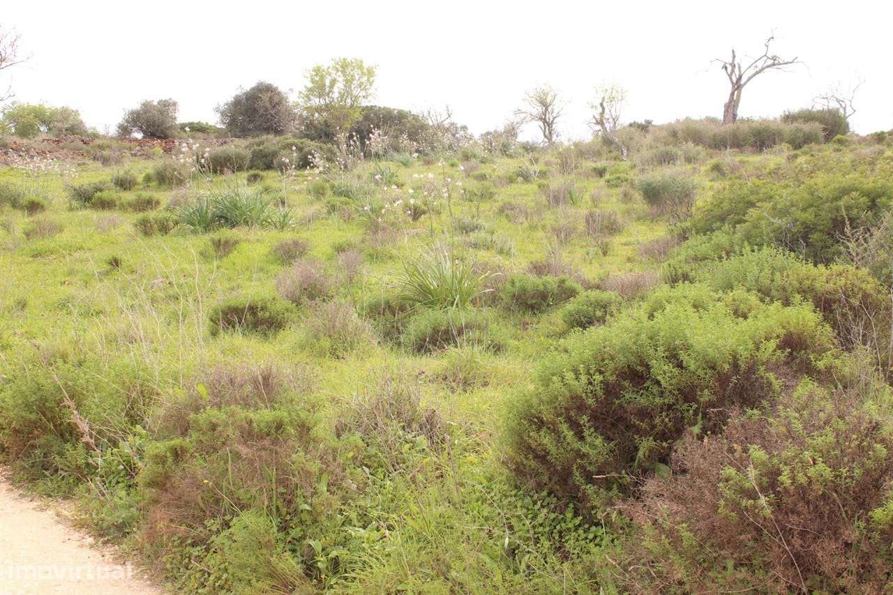 TERRENO RÚSTICO EM ESPICHE - Grande imagem: 3/6