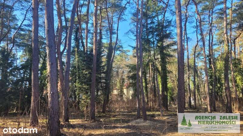 ZALESIE GÓRNE -  DZIAŁKA  Z  DORODNYM  STARODRZEWE-0