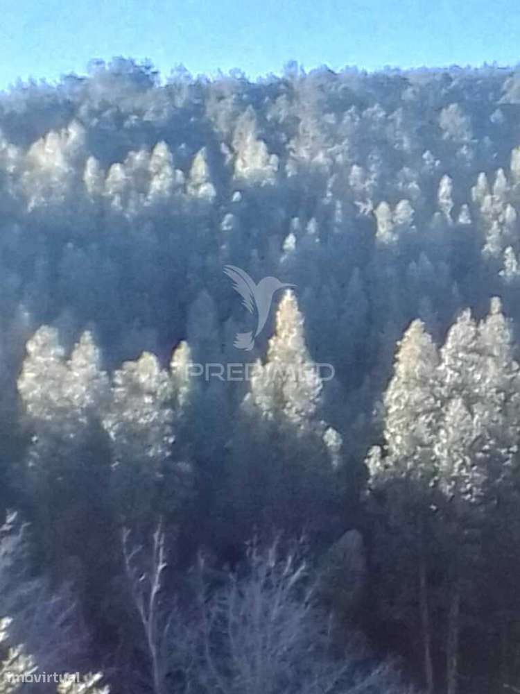 Terreno florestal em S. Julião - Grande imagem: 2/2