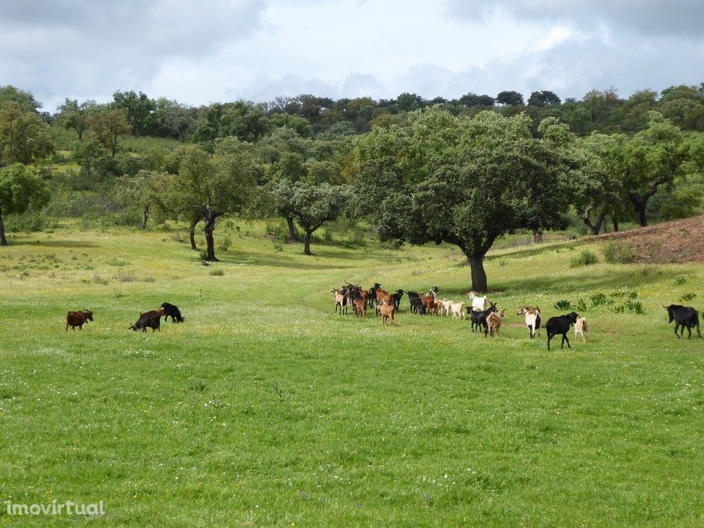 364 HA aptidão para BOVINOS, OVINOS, CAPRINOS. Portel, Évora, Portu...