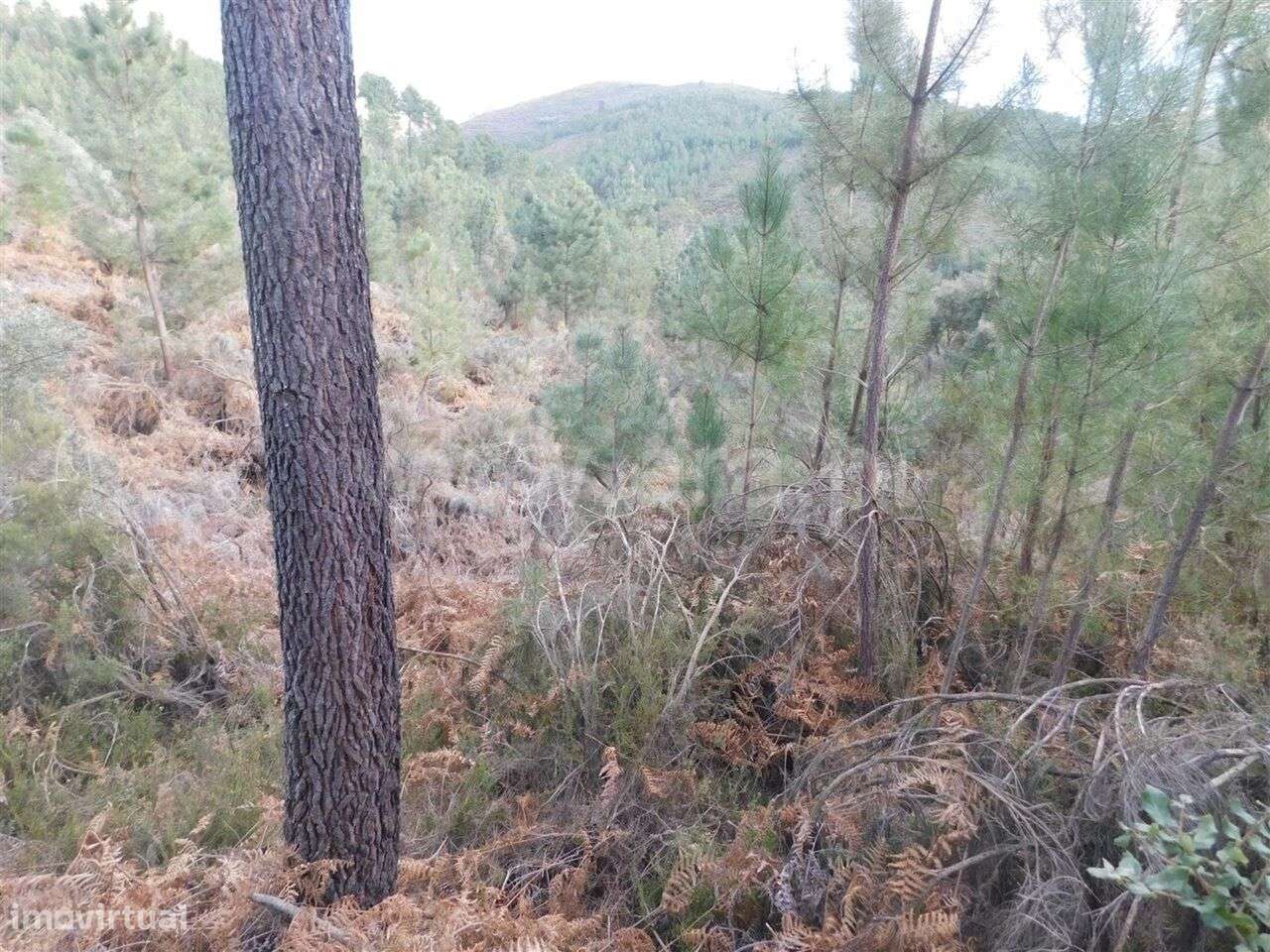 Terreno / Fundão, Souto da Casa - Grande imagem: 2/4