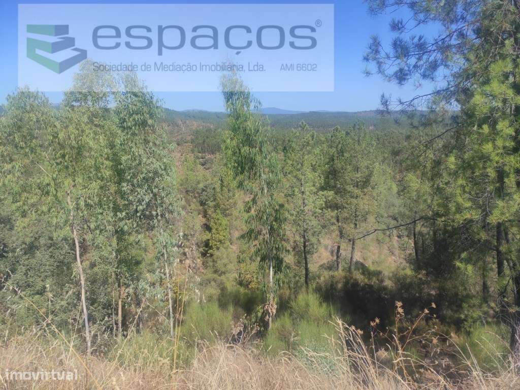 Terreno Florestal - Grande imagem: 4/9