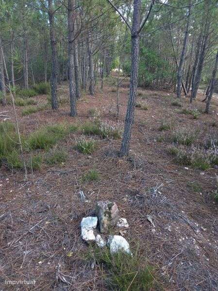 Terreno rustico zona de pinhal 3.8ha - Grande imagem: 4/9