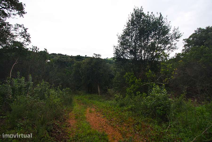 Grande propriedade, com floresta e 2 ruínas, Fraldeu, Óbidos-37