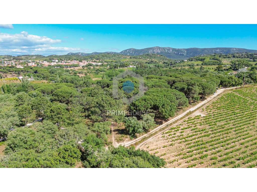 Terreno com 28 391 m2, situado nos Canais, Azeitão, entre o Parque ... - Grande imagem: 5/27