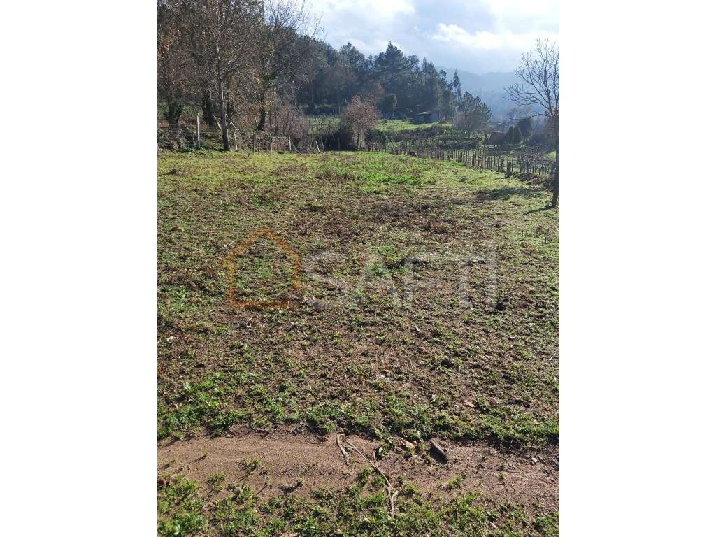 Excelente propriedade para a cultura de Vinho Alvarinho - Grande imagem: 4/9