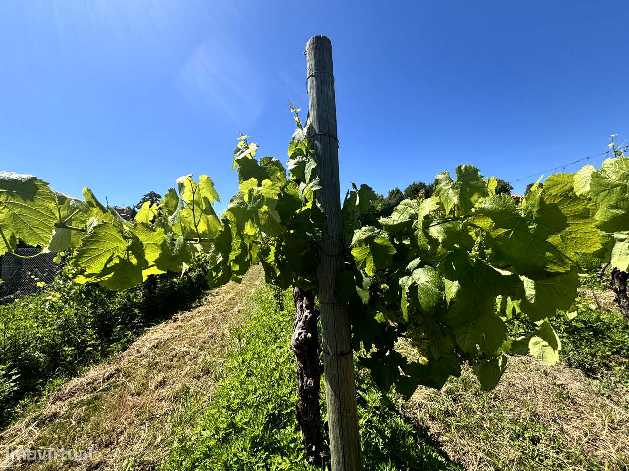 Belíssima Quinta T5 com produção ativa de Vinhas-33