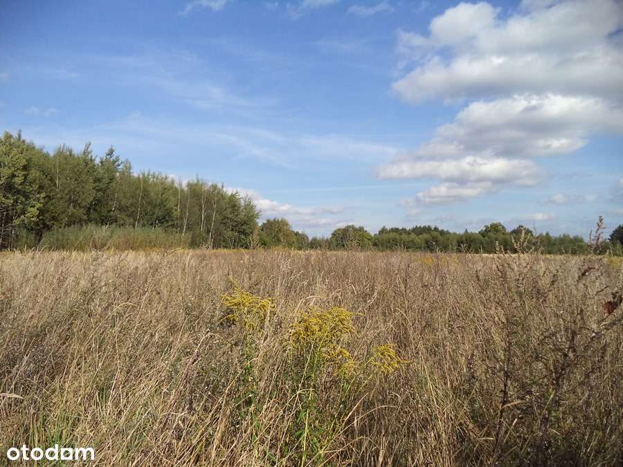 Działka w Lipinkach Łużyckich z warunkami zabudowy - Pełny obrazek: 4/10