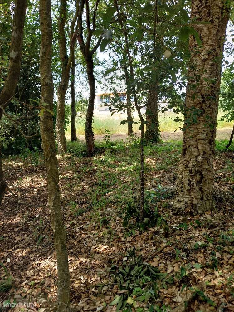 Terreno Para Construção  Venda em Bárrio,Alcobaça - Grande imagem: 5/7