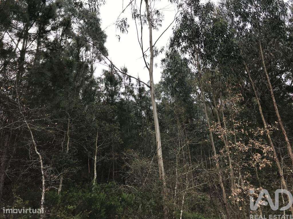 Terreno em Santiago e São Simão de Litém e Albergaria dos Doze de 1480 - Grande imagem: 3/18