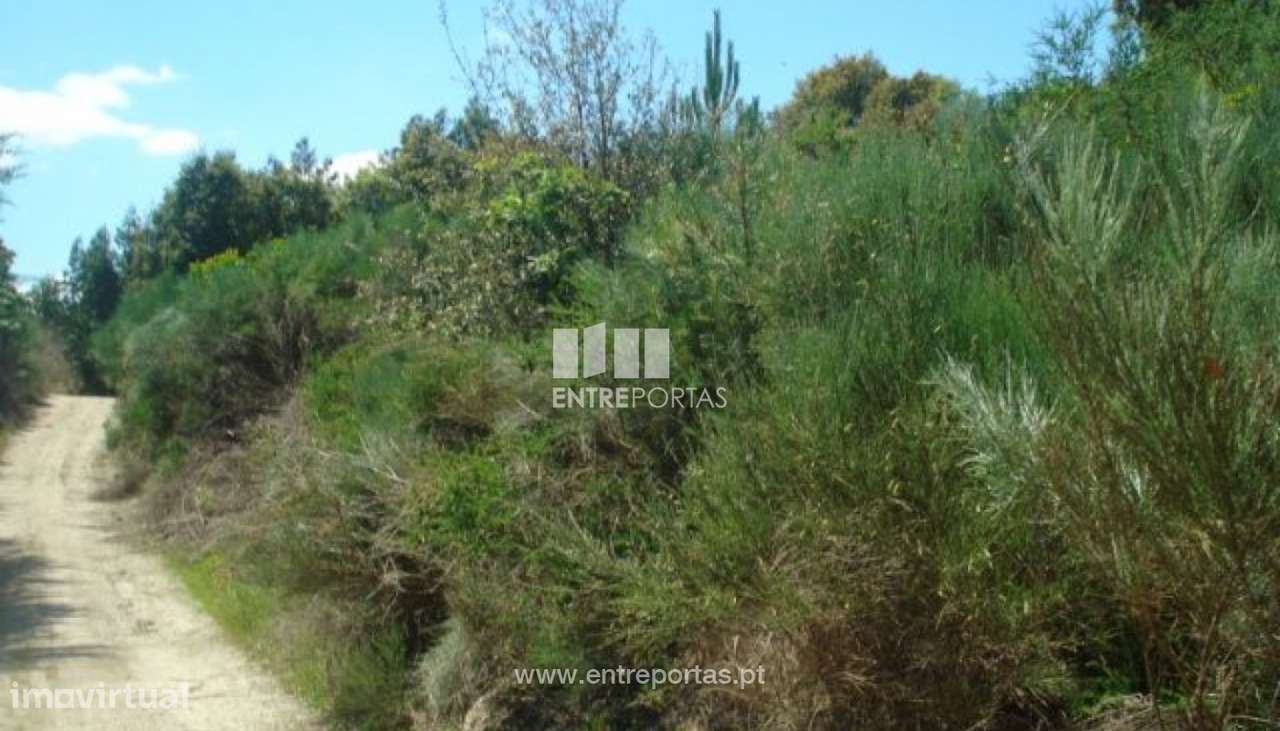 Venda Terreno, junto à estrada, Santa cruz do Douro, Baião - Grande imagem: 4/6