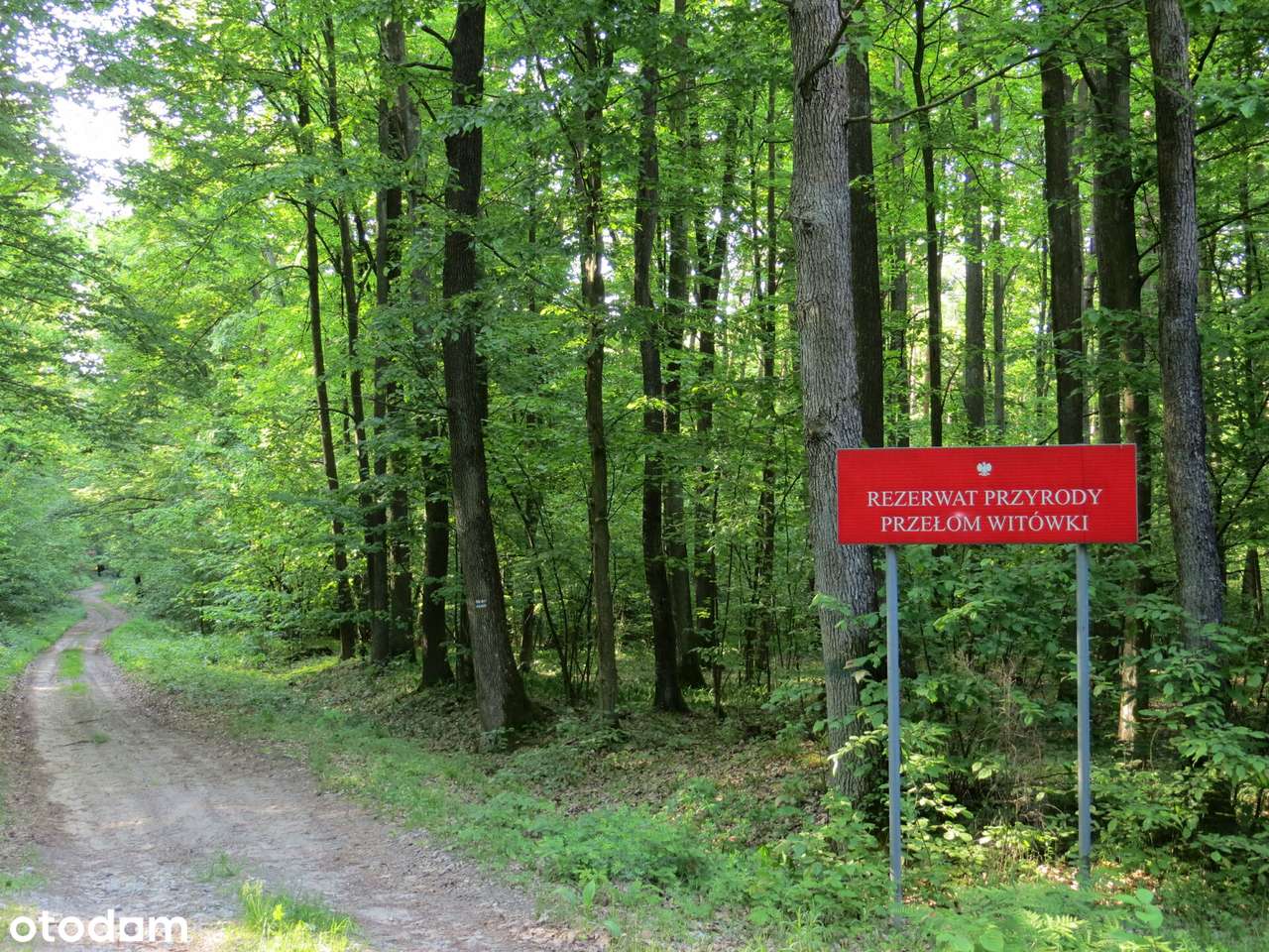 BEZPOSREDNIO! Urokliwe miejsce Las Media (prąd, woda i szambo) - Pełny obrazek: 5/11