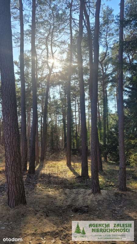 ZALESIE GÓRNE -  DZIAŁKA  Z  DORODNYM  STARODRZEWE-1