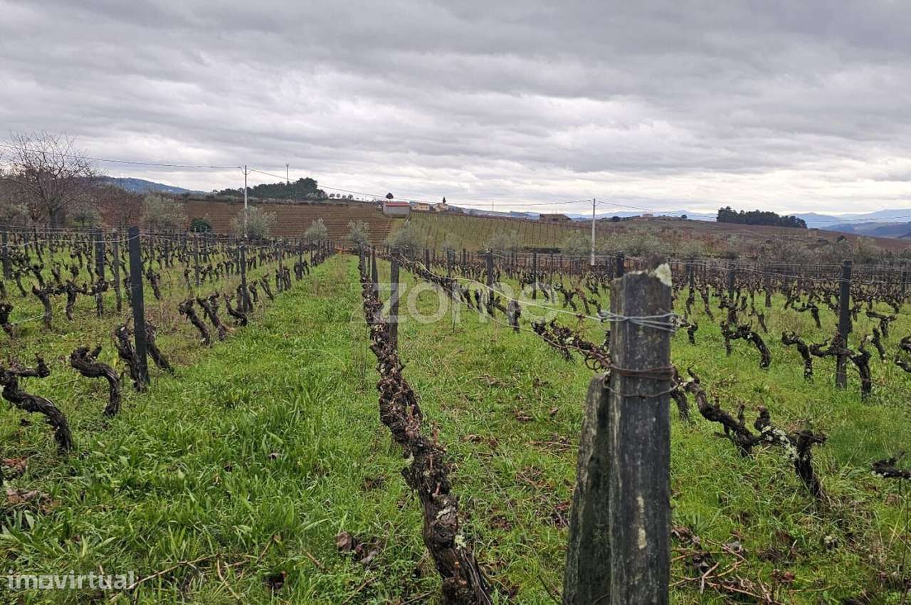 Terreno Agrícola – 22.800 m² – Vilar de Maçada, Alijó - Grande imagem: 4/15