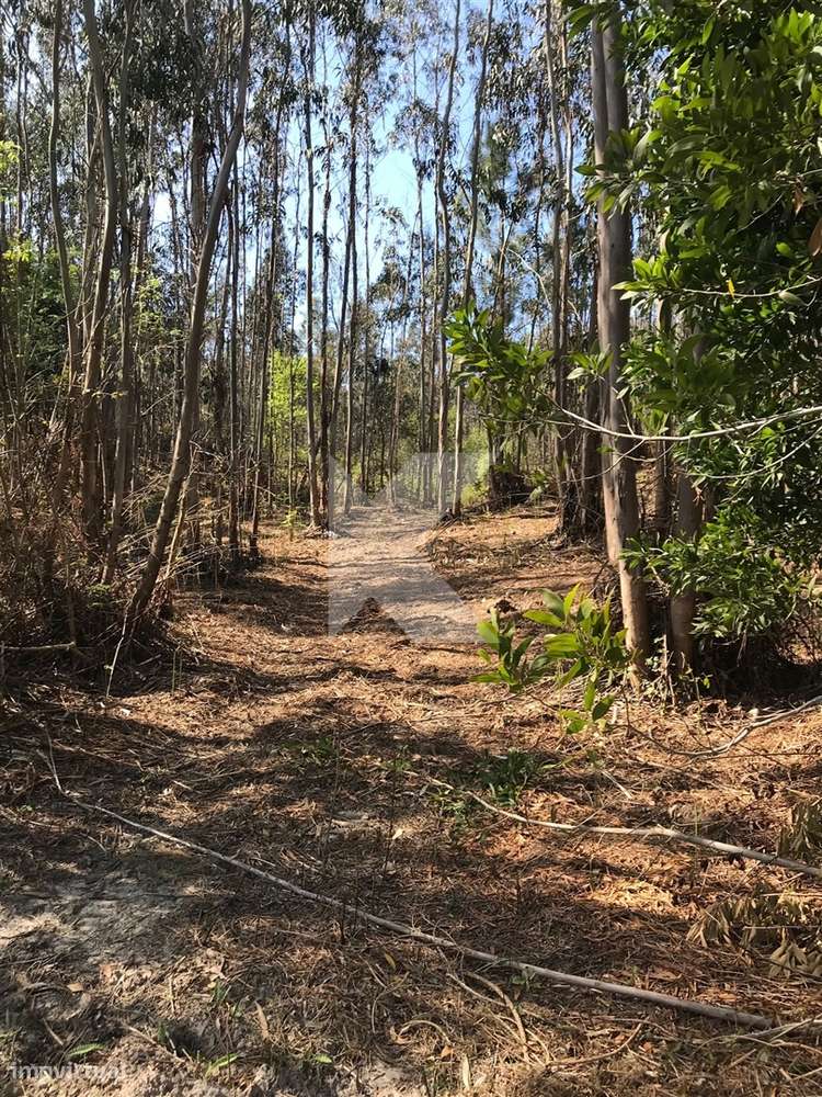 Moradia T7 em Coimbra para restaurar - Grande imagem: 5/27