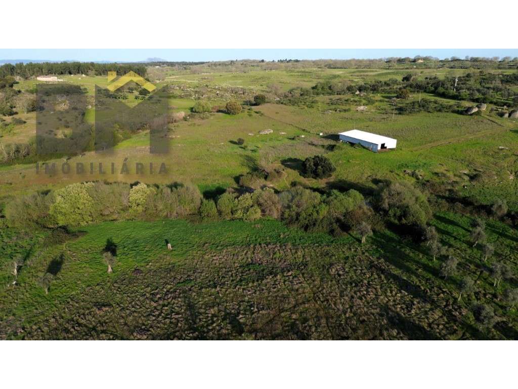 Terreno rústico à venda em São Miguel de Acha! - Grande imagem: 5/15