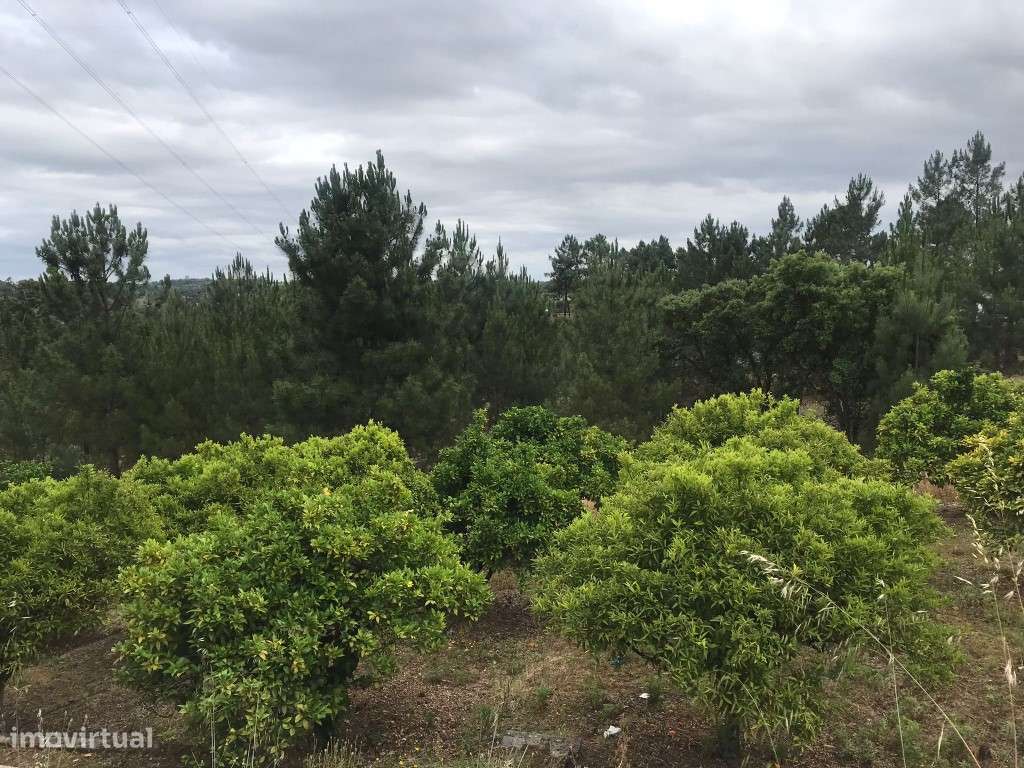 Quinta com casinha na Chancelaria, Torres Novas-14