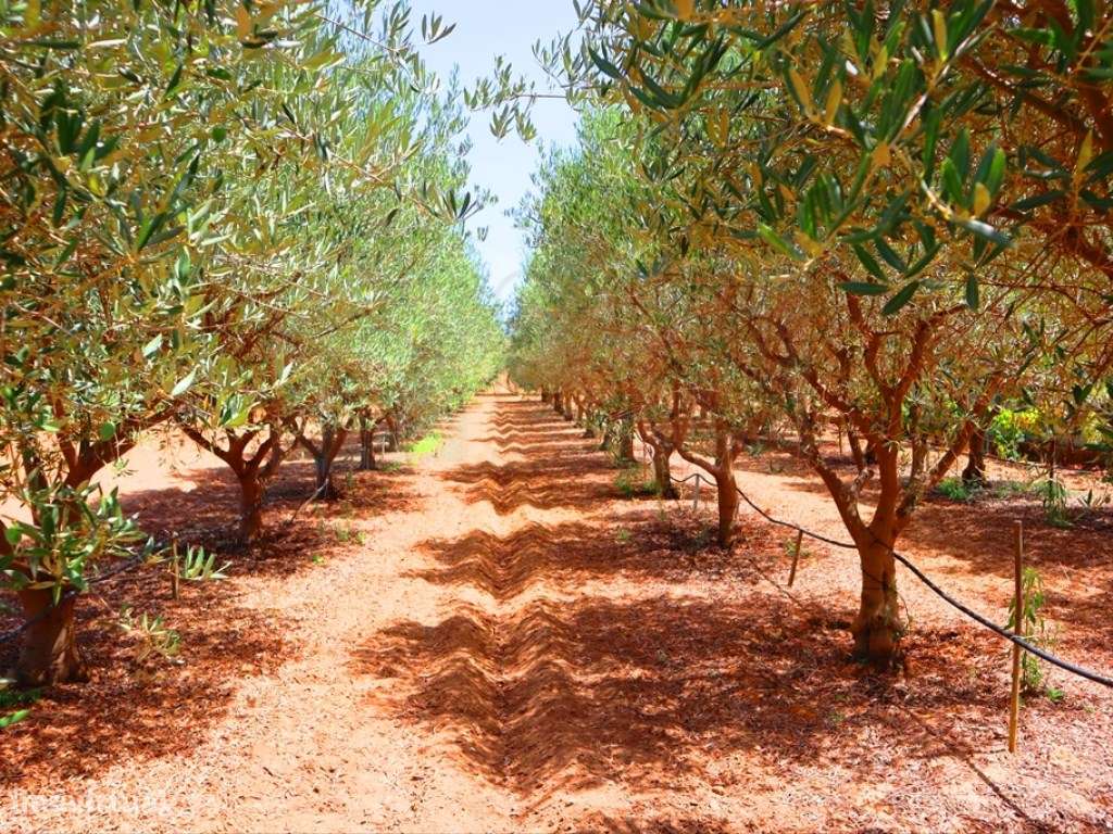 Quinta T4, em Luz de Tavira-50