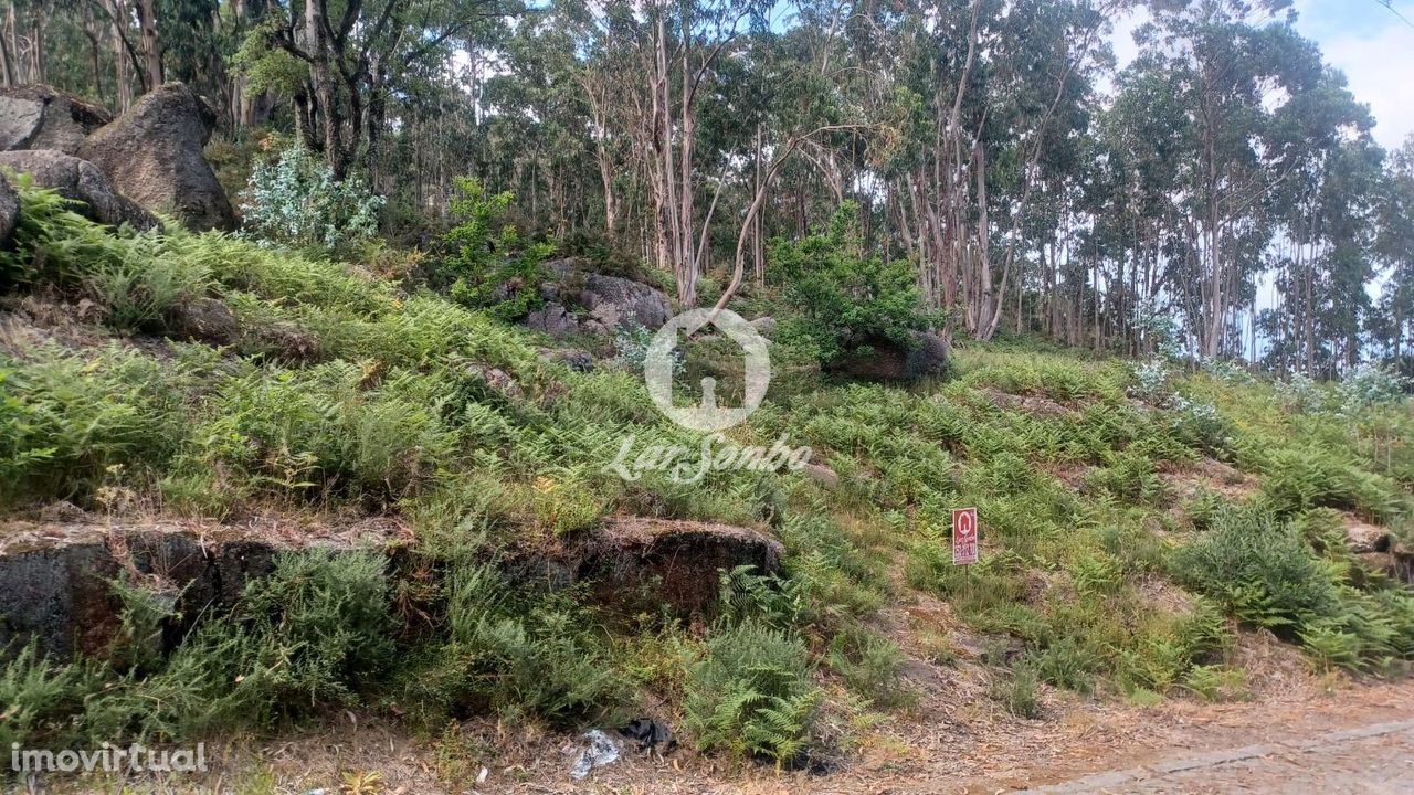 Bouça com 1500m2 em Oliveira Santa Maria