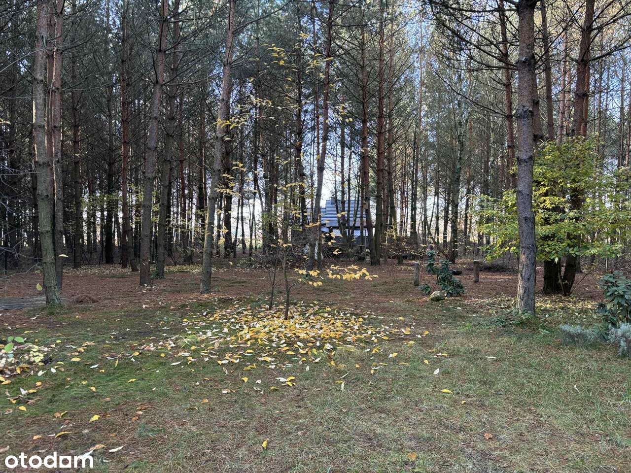 Przepiękny całoroczny drewniany dom w lesie - Pełny obrazek: 4/20