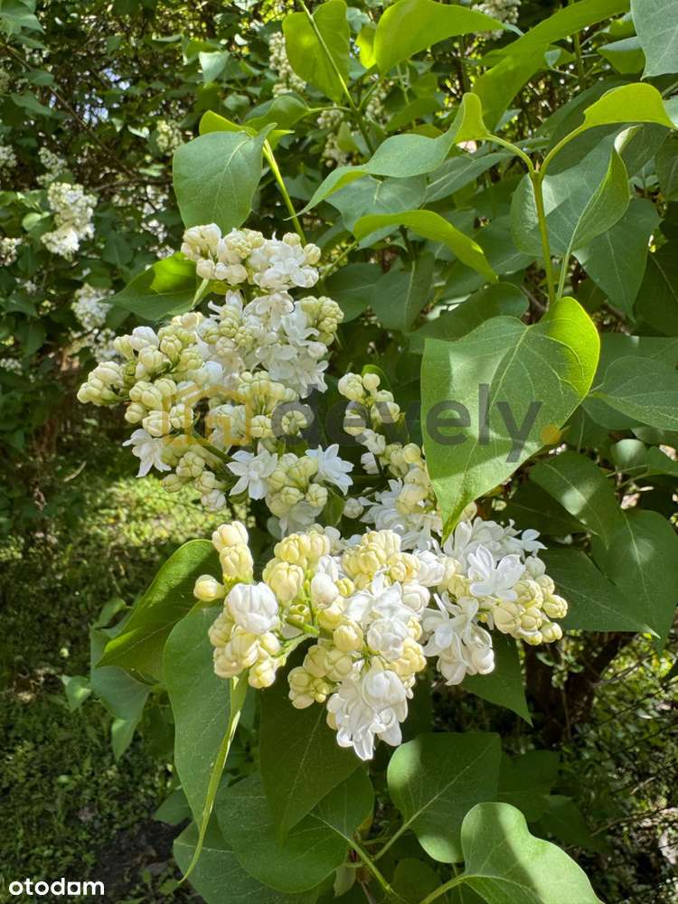 Urokliwa, działka Rod, Zakole Wisły, domek, ogród - Pełny obrazek: 4/6