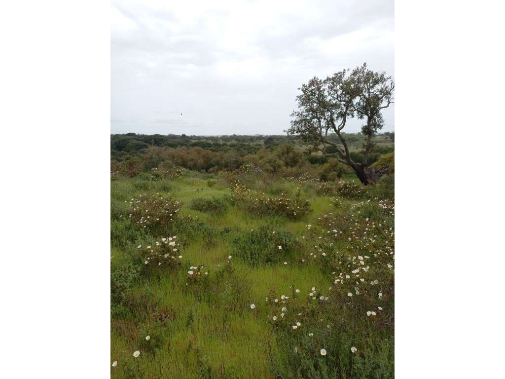 Monte Alentejano - Grândola-11