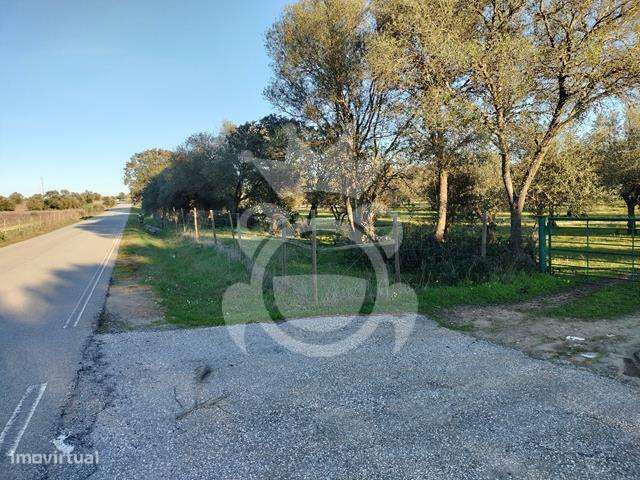 OLIVAL PARA VENDA EM CARRAPATELO - CORVAL - Grande imagem: 3/29