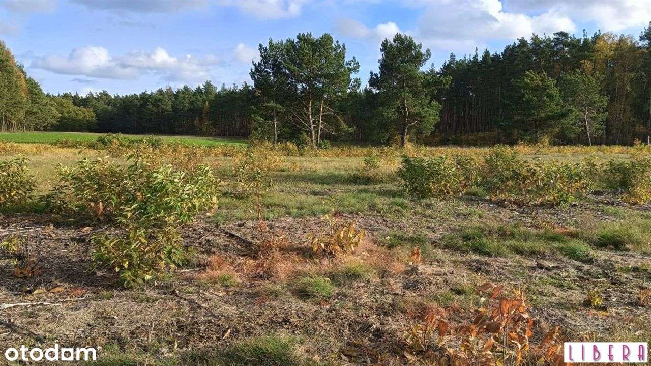 Tylko u nas! Działka, Godzimierz-9