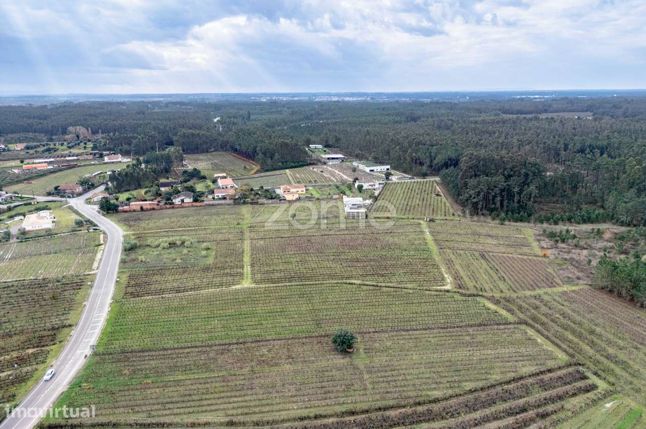 Vinha com 22.000 m2 em Póvoa do Bispo | Cantanhede - Grande imagem: 3/15