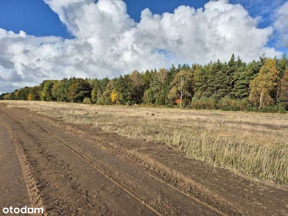 Działki Budowlane Przy Lesie Państwowym - Pełny obrazek: 1/6
