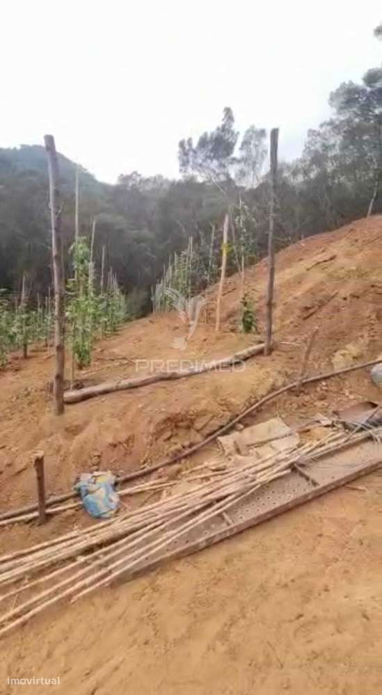Terreno com 21 500,00 m2 à Venda Em Caniçal - Grande imagem: 4/14