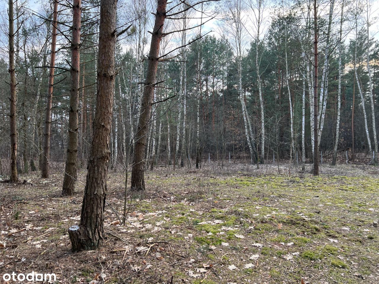 Wyjątkowa działka, Emów ul. Sosnowa - bezpośrednio