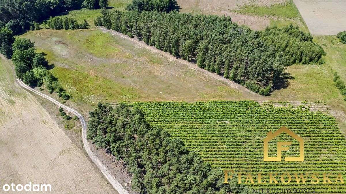 Działka rolna z istniejącą winnicą - Łaz-9