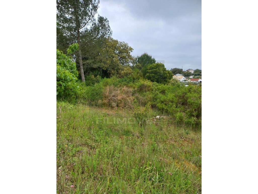 Terreno - Zambujal - Ourém - Grande imagem: 4/6