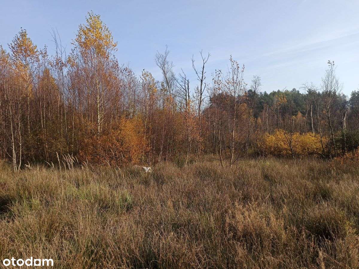 Leśniewo - działka o pow. 4665m2 z WZ z 2024r.-1