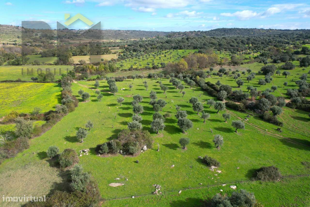 Quinta  Venda em Oledo,Idanha-a-Nova - Grande imagem: 4/30