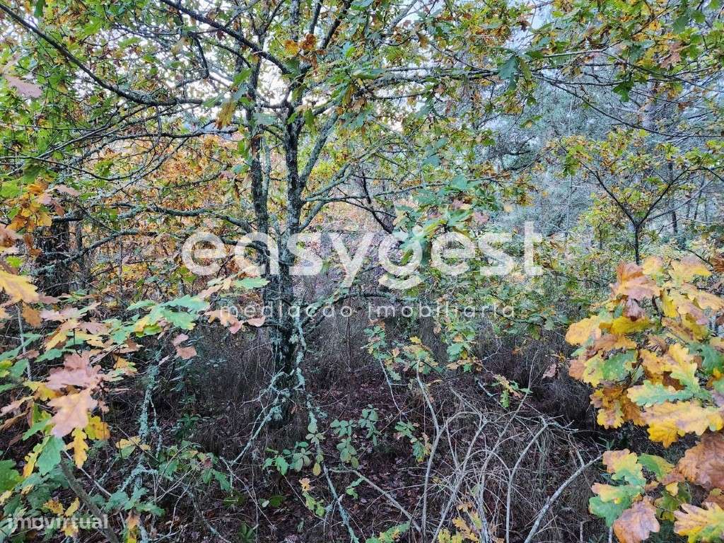 Terreno Rústico com 2450 m2 e pequena casa em pedra de arrumos - Grande imagem: 5/13