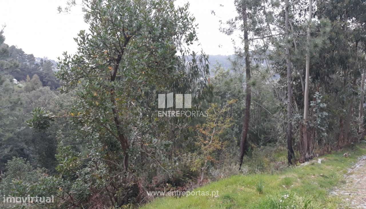 Venda Terreno, Ancede, Baião - Grande imagem: 4/17