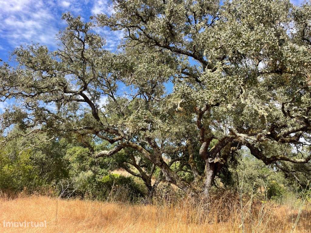 HERDADE COM 100 HECTARES E BASTANTE ARBORIZAÇÃO-21