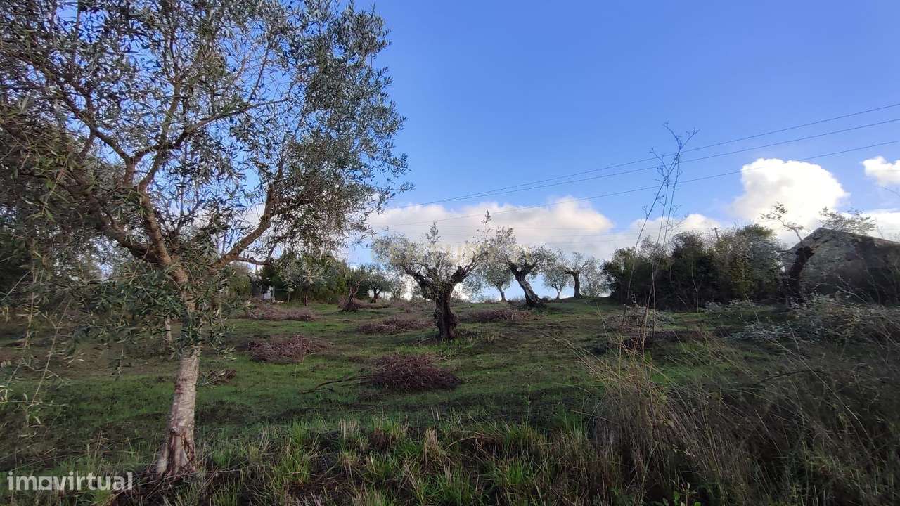 Terreno Agrícola em São Vicente do Paul, Santarém - 7080m² - Grande imagem: 4/18