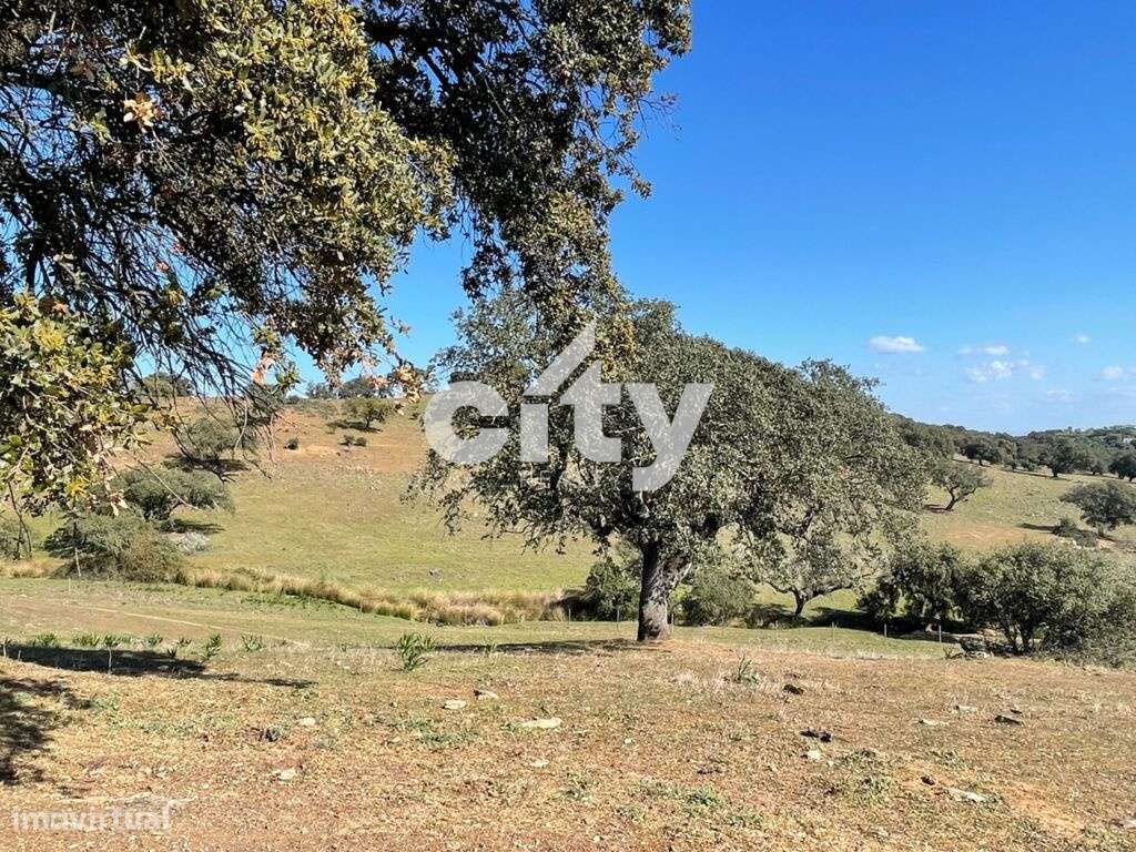Herdade de Monte Branco, Figueira e Malhada Velha - Grande imagem: 4/41