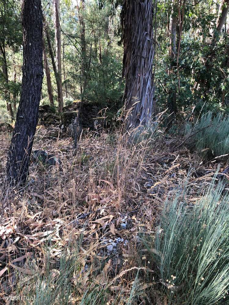 Excelente Quinta na Beira Alta com cerca de 2 Hectares-14