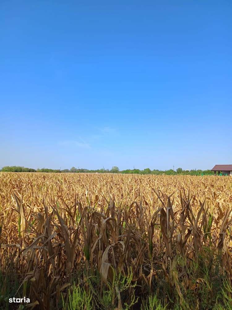 Teren de Vânzare 17.000 mp,Mihai Voda comuna Bolintin Deal-7