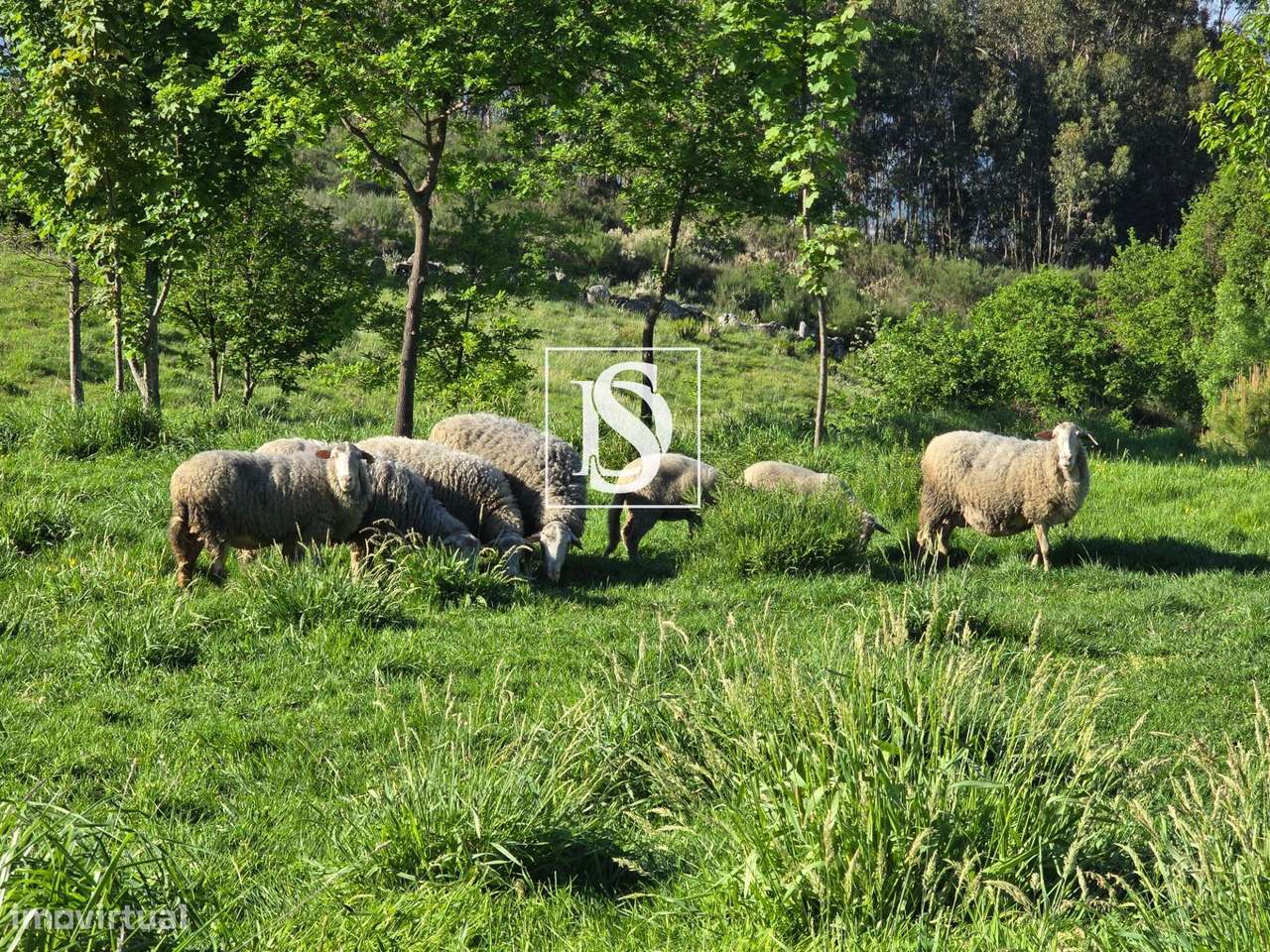 MORADIA T1 RENOVADA COM 10.000 m² – BUSTELO, AMARANTE-28