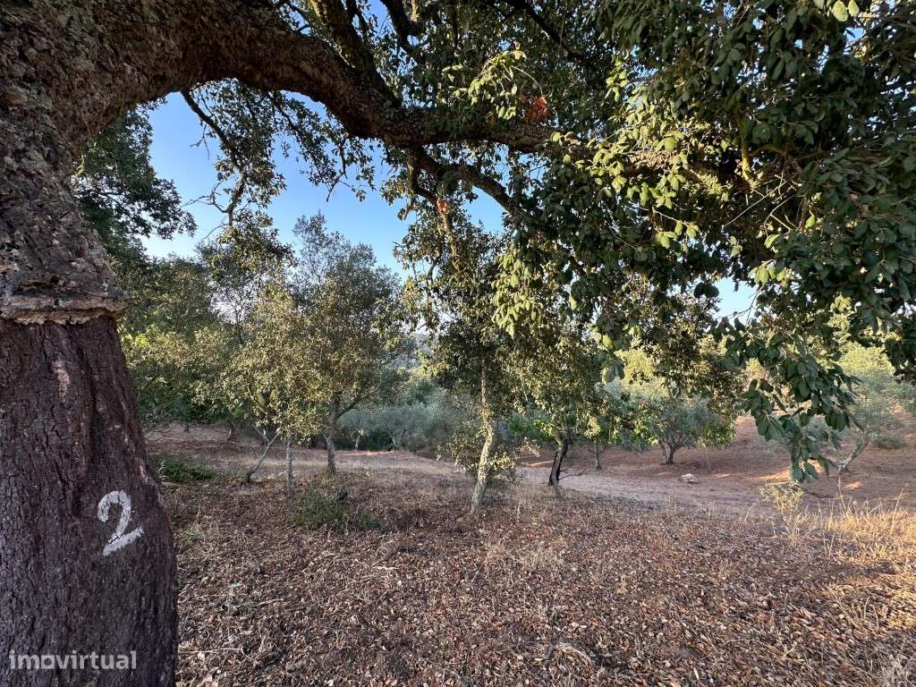 Monte Alentejano com 3,4 ha de natureza e potencial turístico-29
