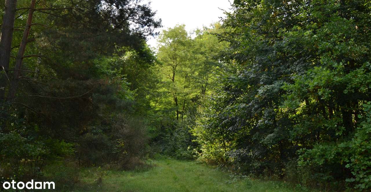 Osada Jagodowa | Kompleks działek budowlanych w środku lasu-9