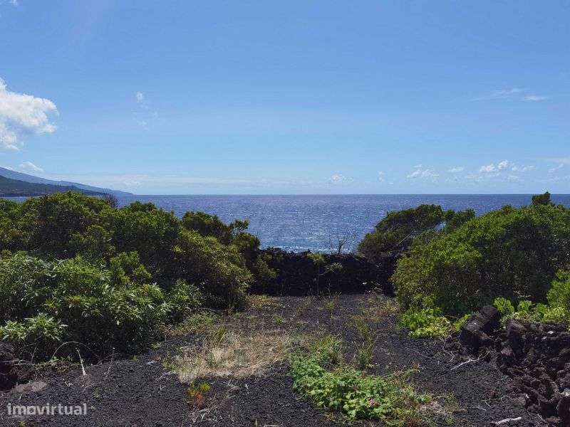 Terreno para vinha - Grande imagem: 5/8