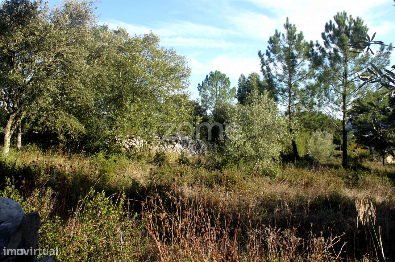 Terrenos Murados ( Cerrados ) em Mira de Aire - Grande imagem: 1/23