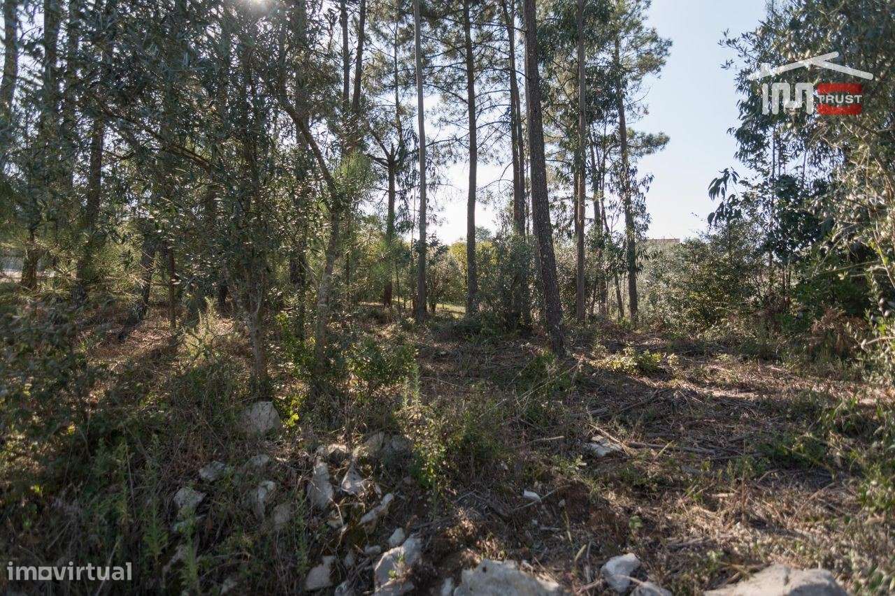 TERRENO RÚSTICO COM PINHAL, EUCALIPTOS E OLIVAL - Grande imagem: 4/9